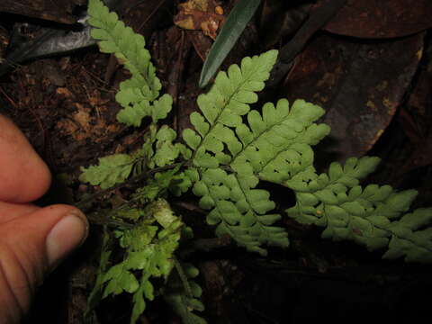 Image of Triplophyllum dicksonioides (Fée) Holtt.