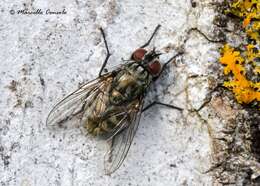 صورة Dasyphora albofasciata (Macquart & Berthelot 1839)