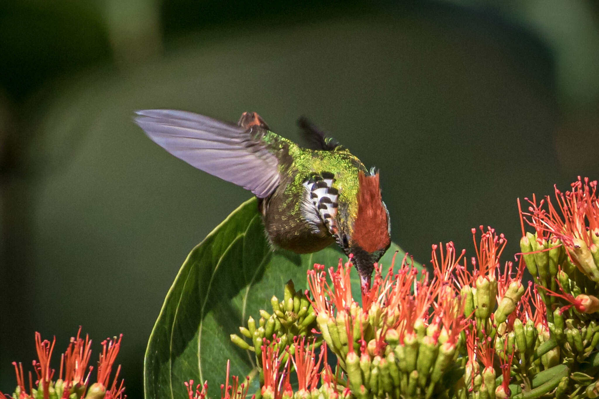 Lophornis magnificus (Vieillot 1817) resmi