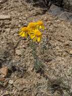 Image of Cooper's rubberweed