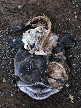 Image of Goosefish