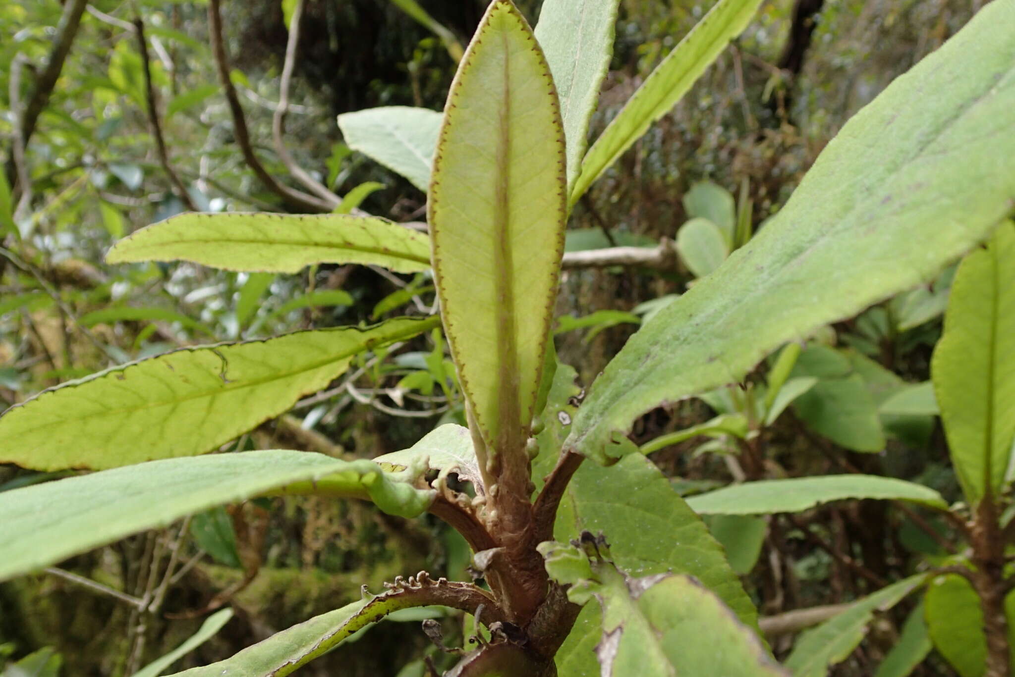 Image of Brachyglottis hectori (Buchan.) B. Nord.