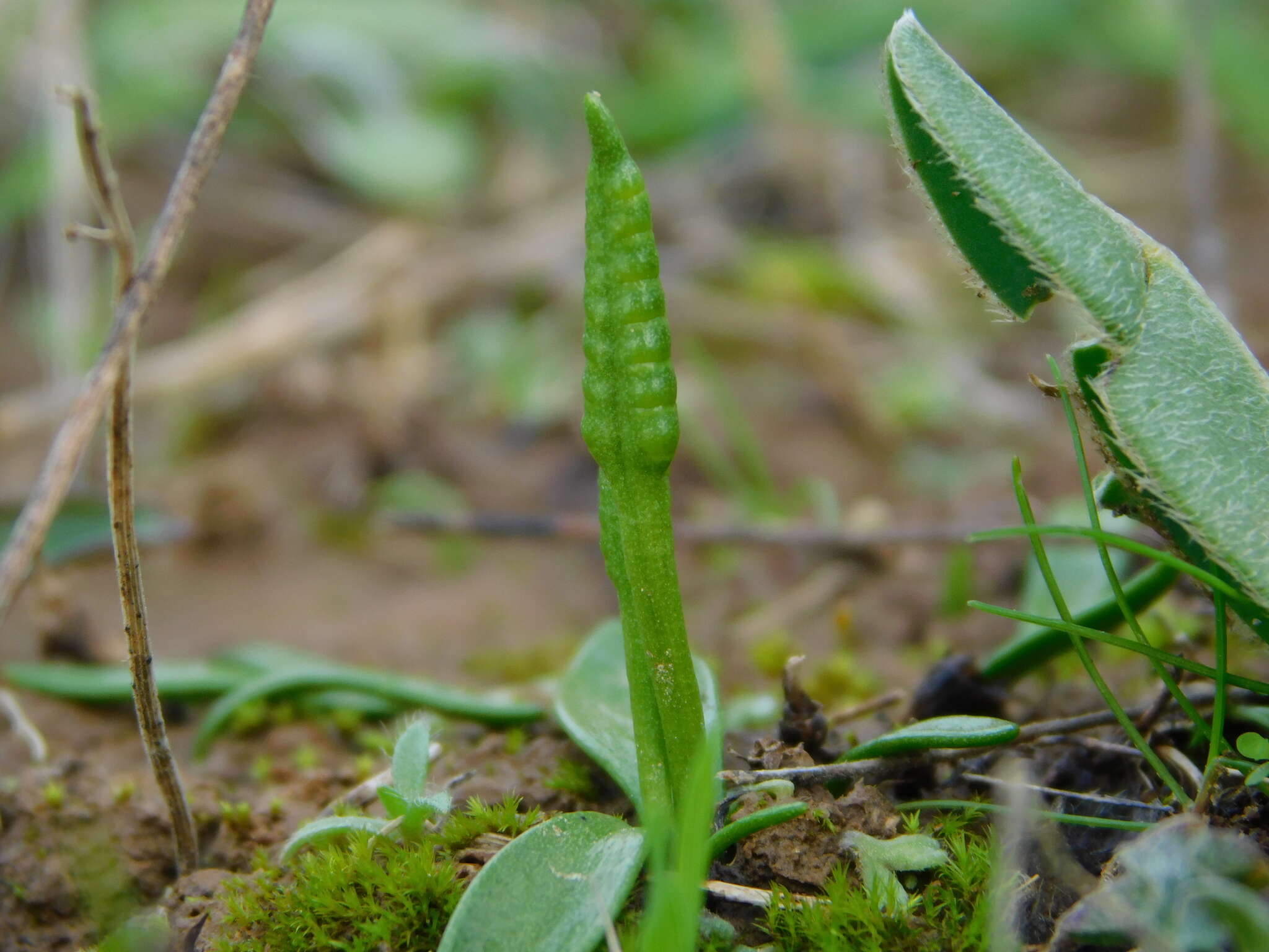 Слика од Ophioglossum lusitanicum L.