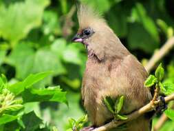 Colius striatus minor Cabanis 1876 resmi