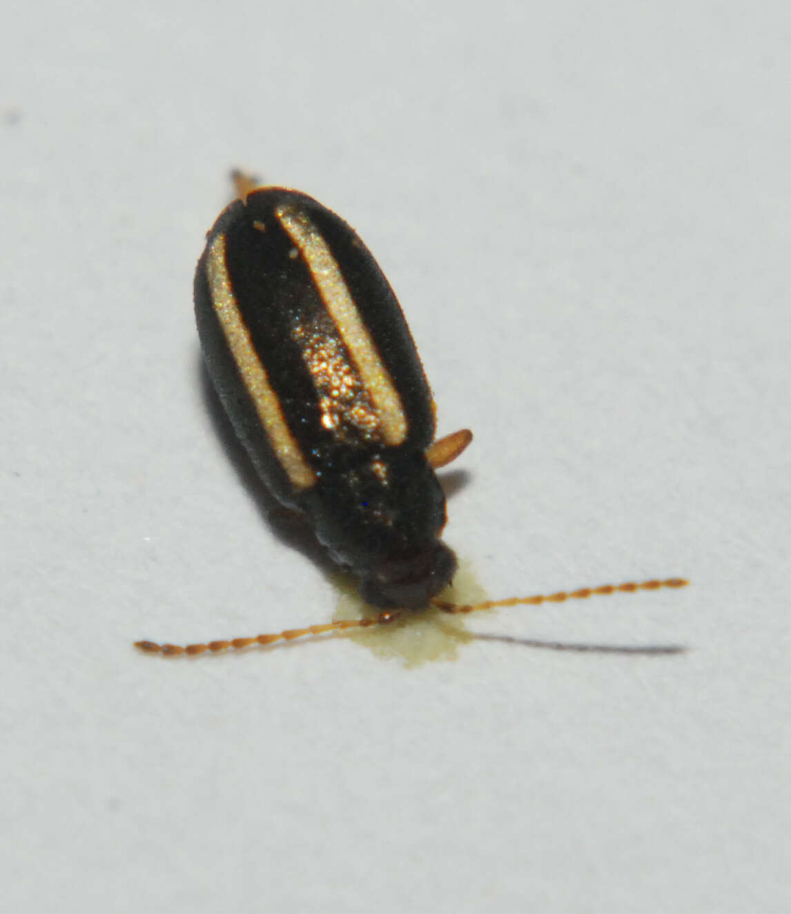 Image of Elongate Flea Beetle