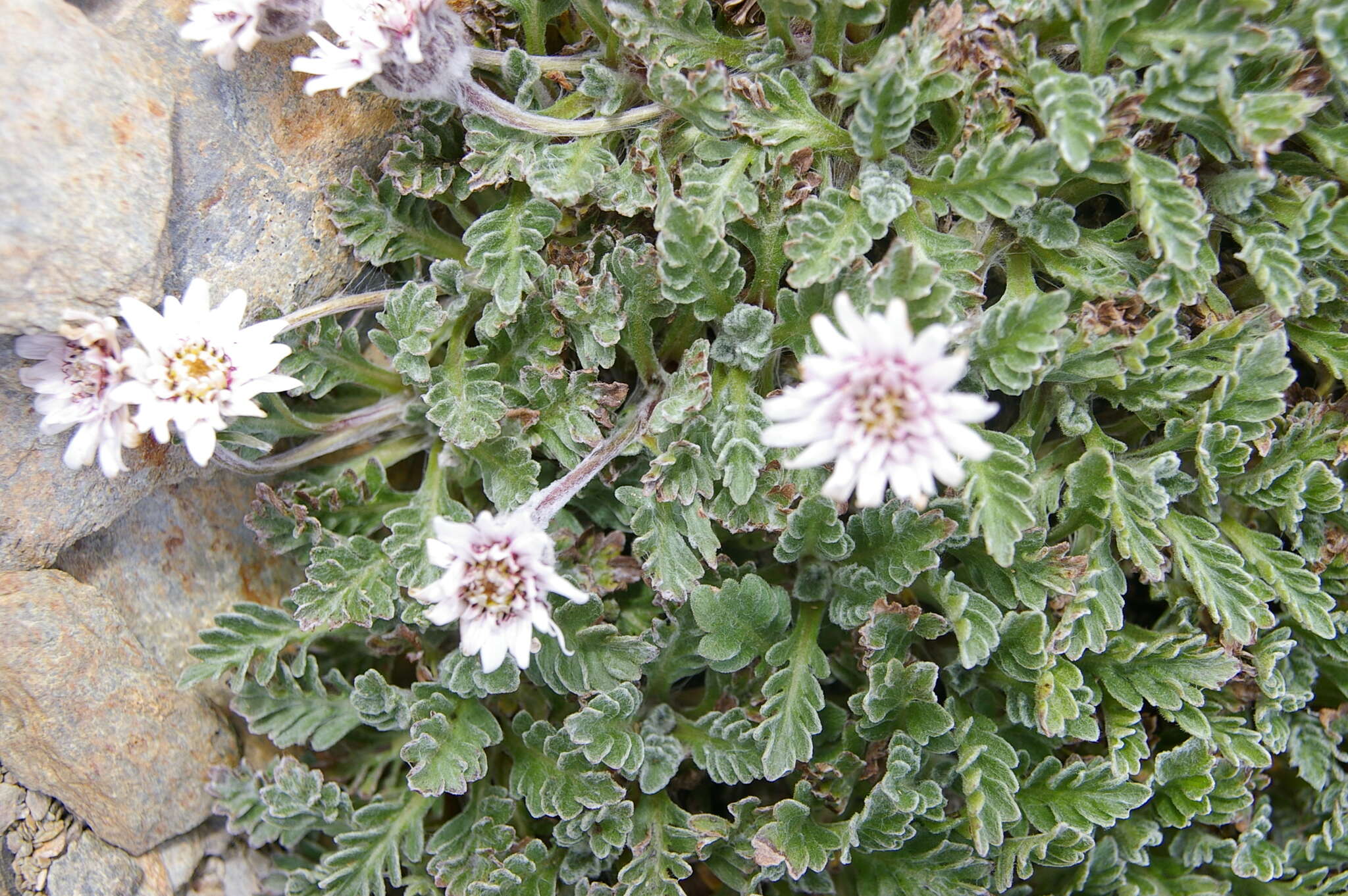 Image de Leucheria hahnii Franch.