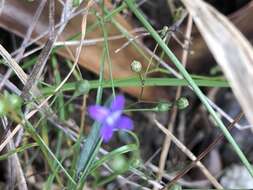 Image of Oldenlandia affinis subsp. fugax (Vatke) Verdc.