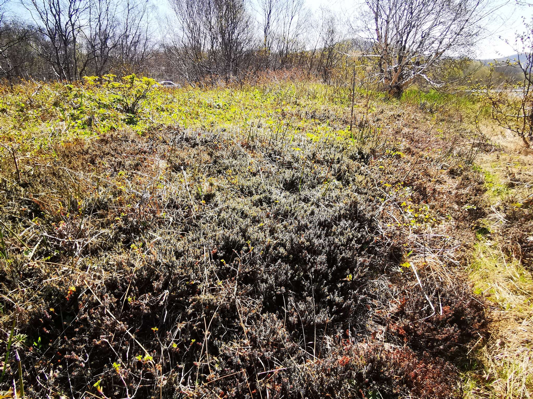 Image of Empetrum nigrum subsp. sibiricum (V. N. Vassil.) V. B. Kuvaev