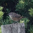 Image de Sericornis humilis tregellasi (Mathews 1914)