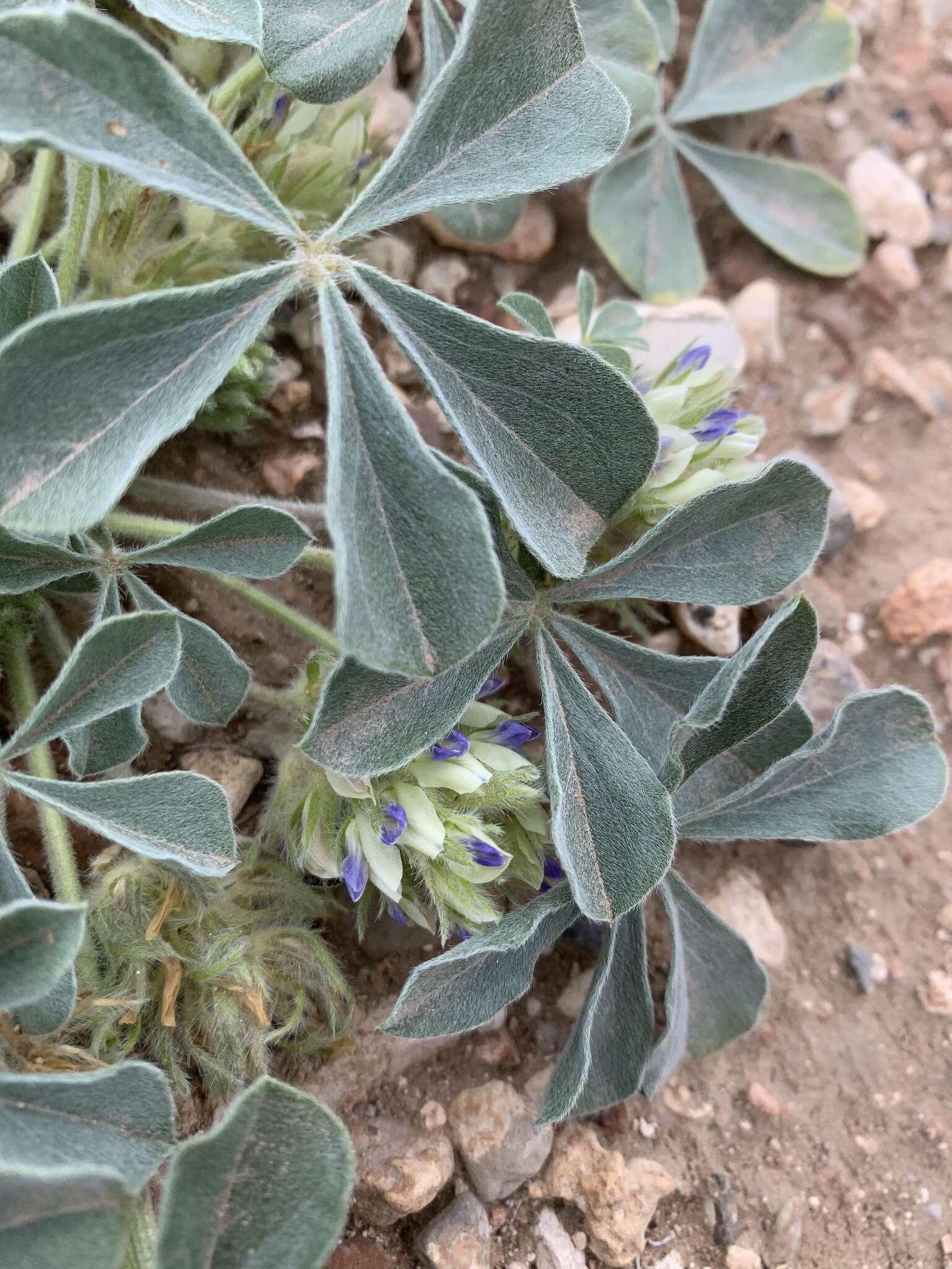 Image of beaver Indian breadroot