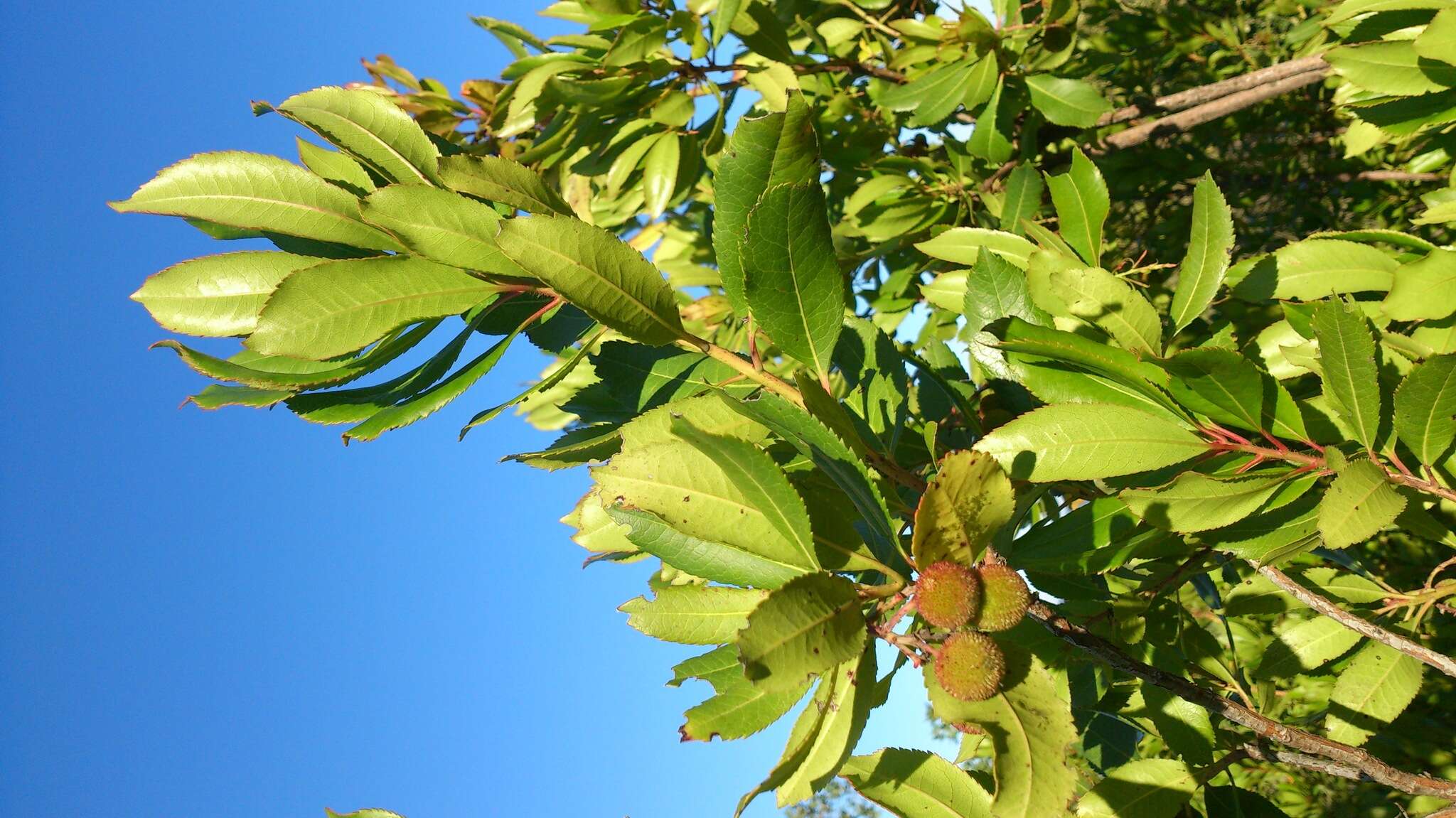 Image of strawberry tree