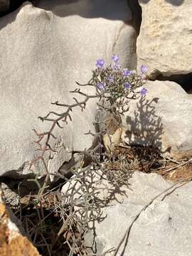 Image of Limonium cancellatum (Bertol.) O. Kuntze