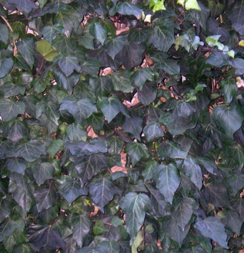 Hedera canariensis (rights holder: Brbol)