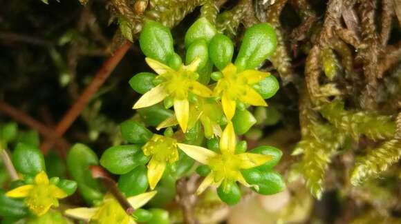 Image of Sedum actinocarpum Yamam.