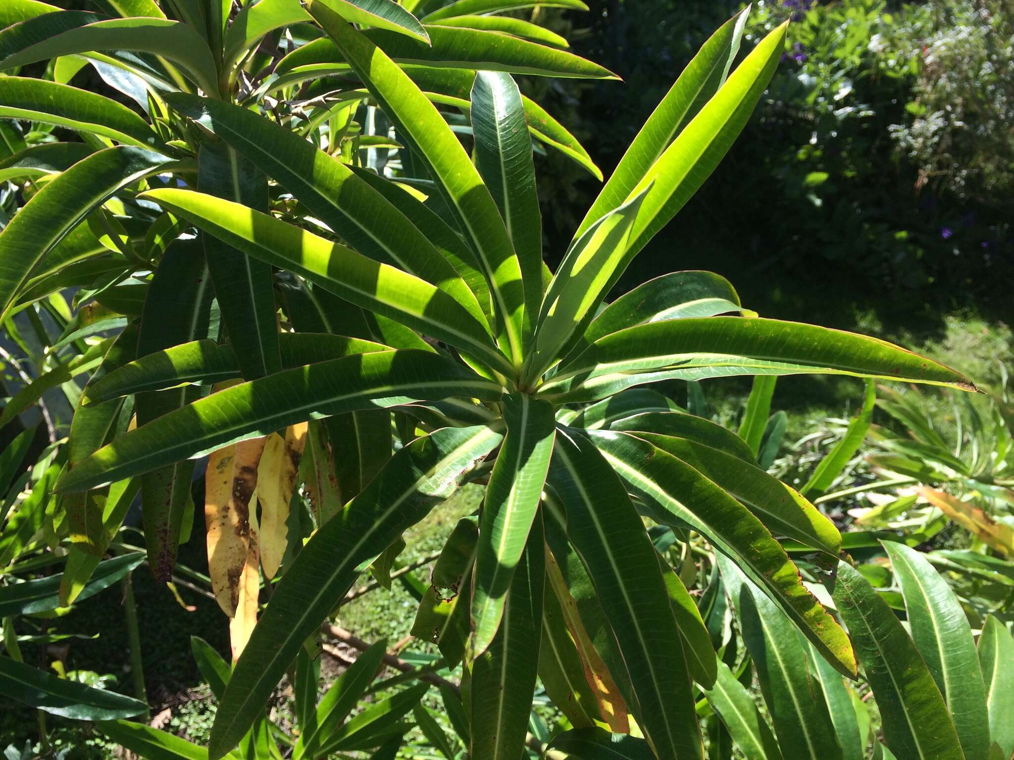 Image of Canary Spurge