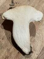 Image of Hygrophorus sordidus Peck 1898