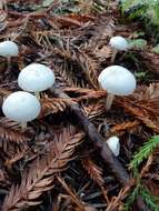 Image of Entoloma adnatifolium (Murrill) Blanco-Dios 2015