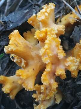 Image of Ramaria toxica L. S. Domínguez & R. H. Petersen 1989