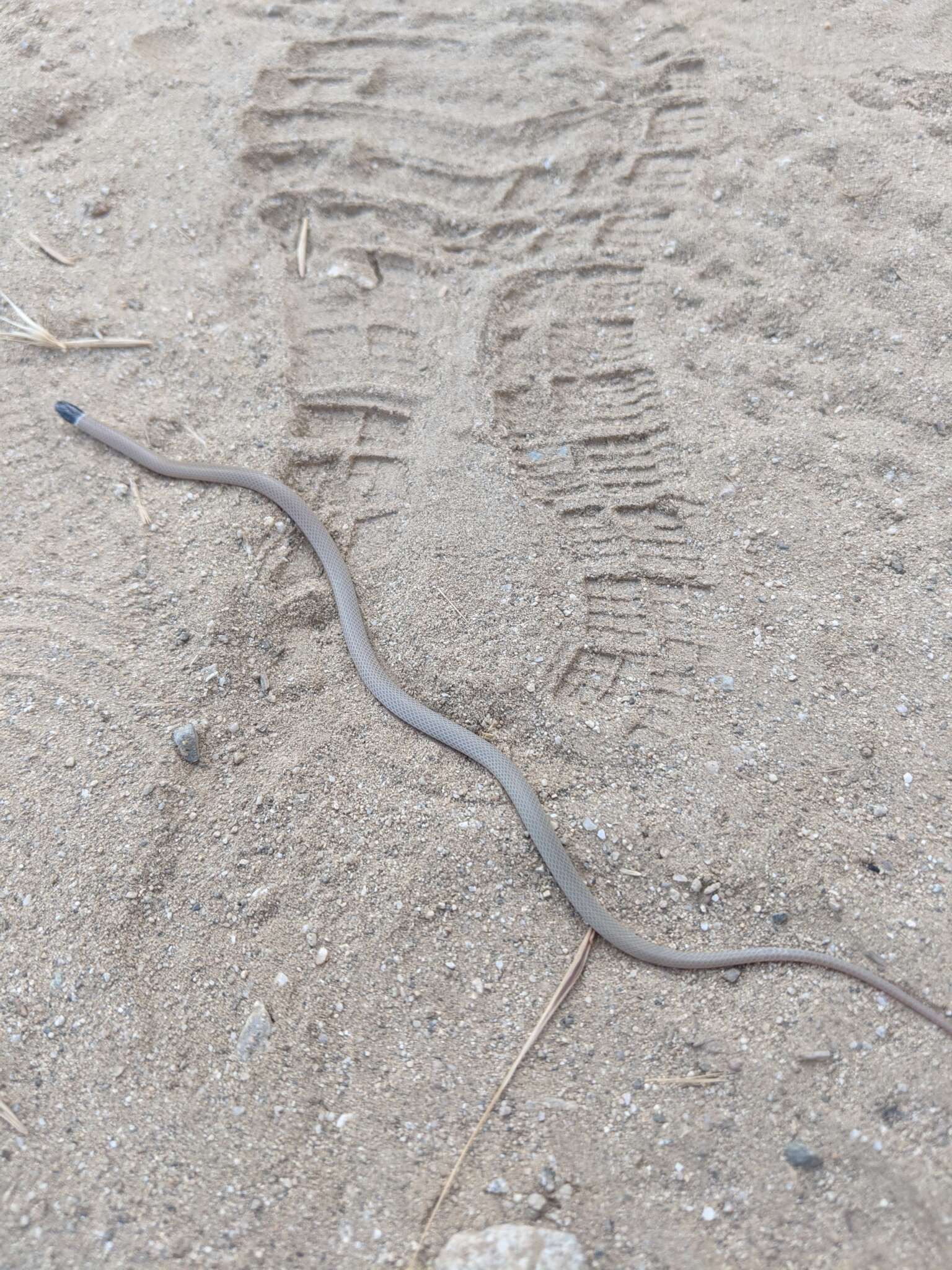 Image of Western Blackhead Snake