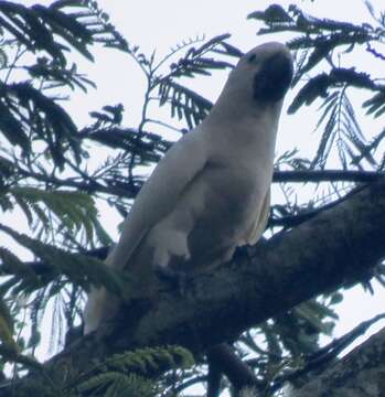 Image of Moluccan Cockatoo