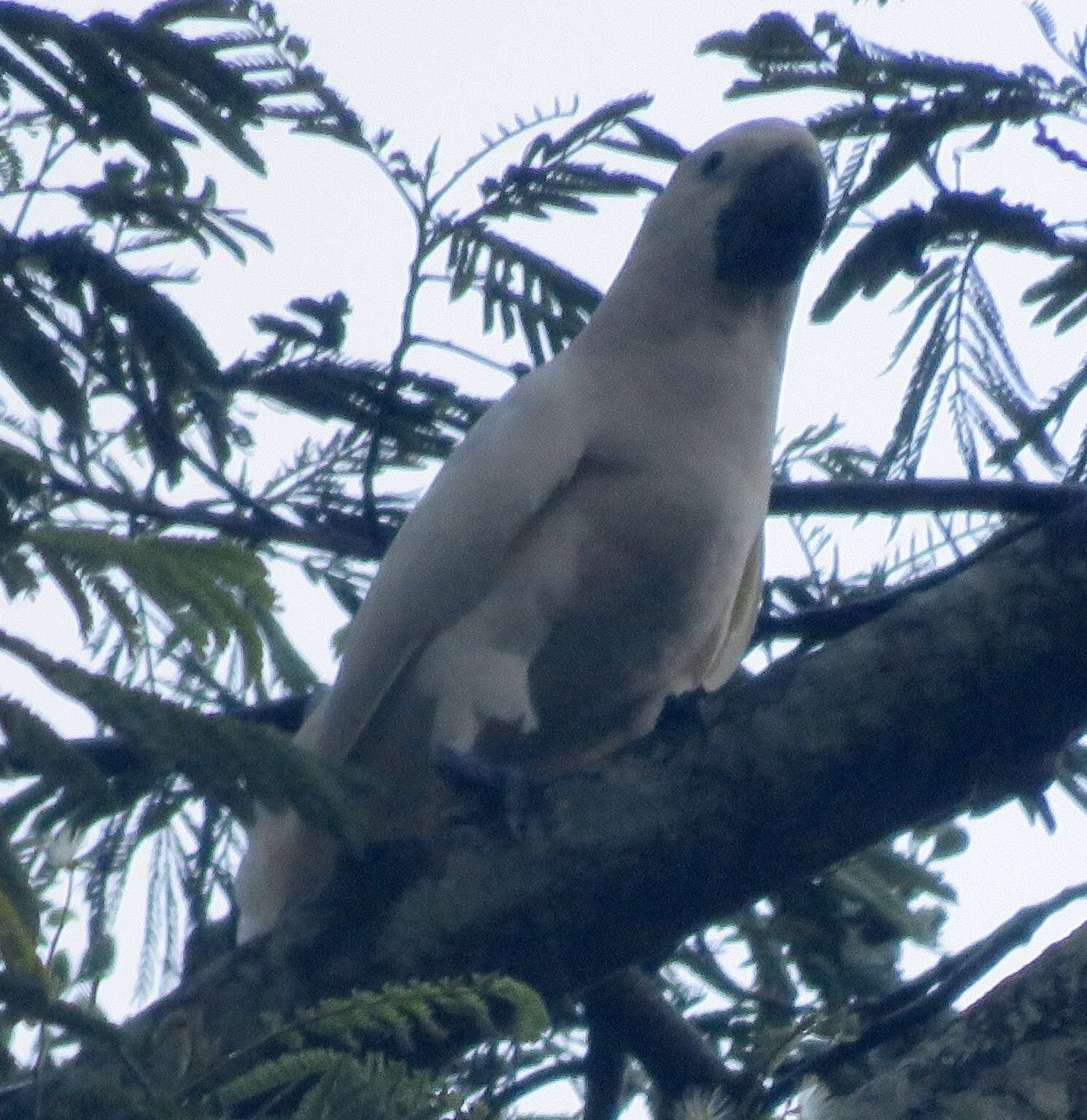 Cacatua moluccensis (Gmelin & JF 1788) resmi