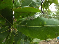 Image of Buchanania axillaris (Desr.) T. P. Ramamoorthy