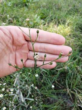 Imagem de Symphyotrichum subulatum var. parviflorum (Nees) S. D. Sundberg