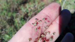 Image of Eragrostis obtusa Munro ex Ficalho & Hiern