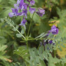 Image de Vicia sosnowskyi Ekvtim.