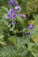 Image de Vicia sosnowskyi Ekvtim.