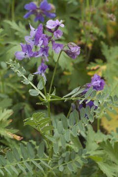 Image of Vicia sosnowskyi Ekvtim.