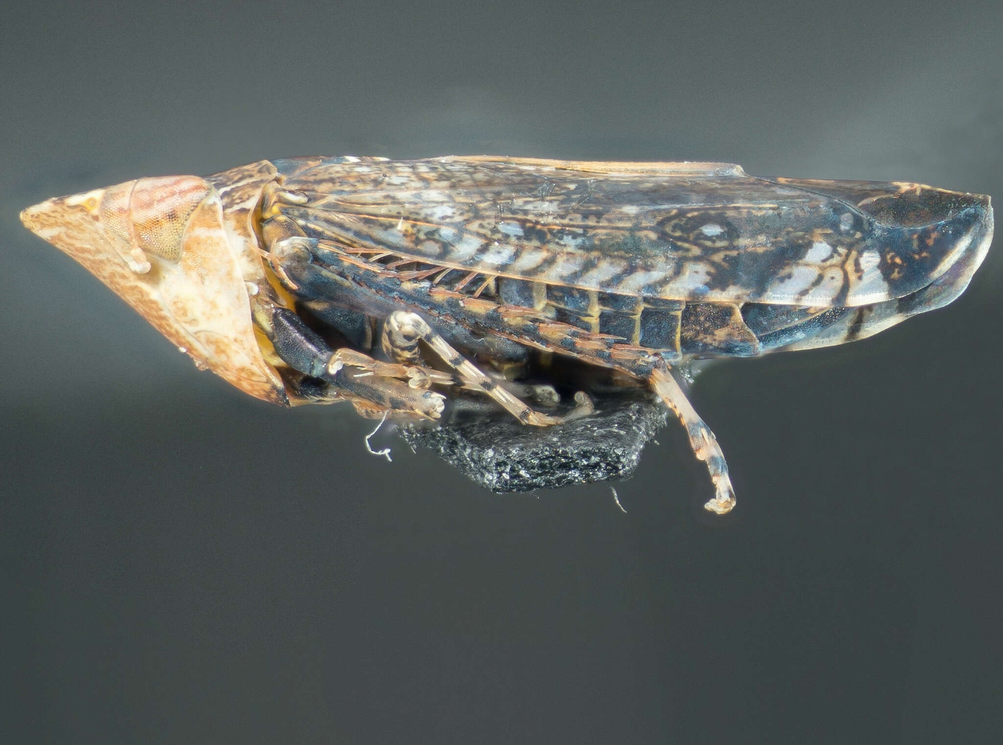 Image of Leafhopper