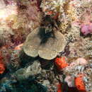 Image of wrinkle coral