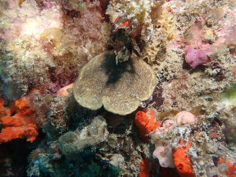 Image of wrinkle coral