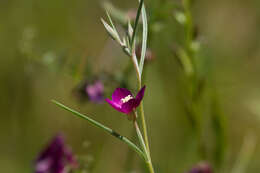 Imagem de Clarkia affinis H. & M. Lewis