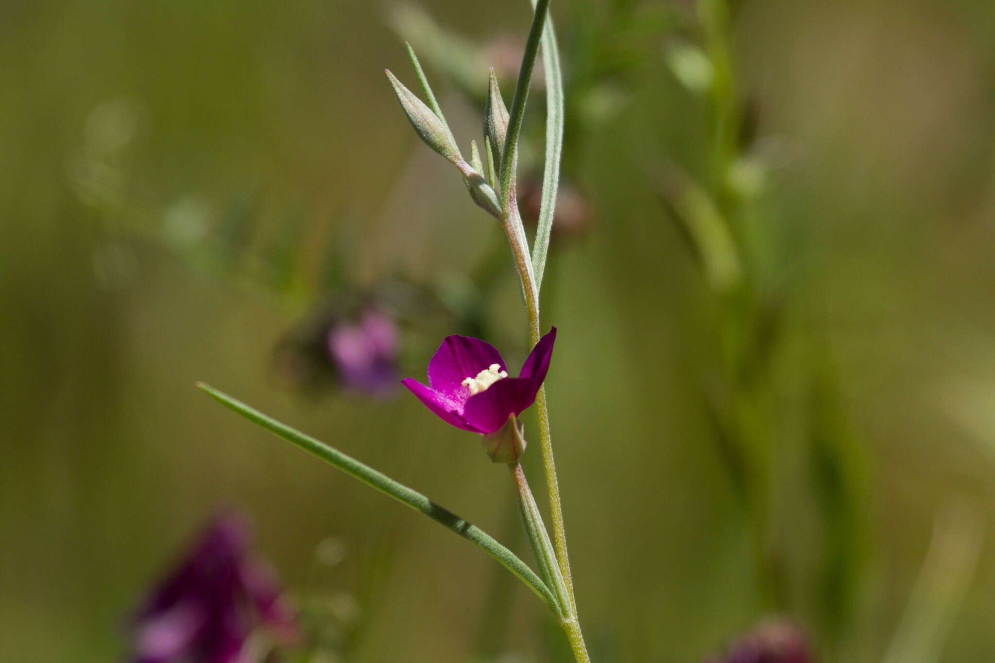 Слика од Clarkia affinis H. & M. Lewis