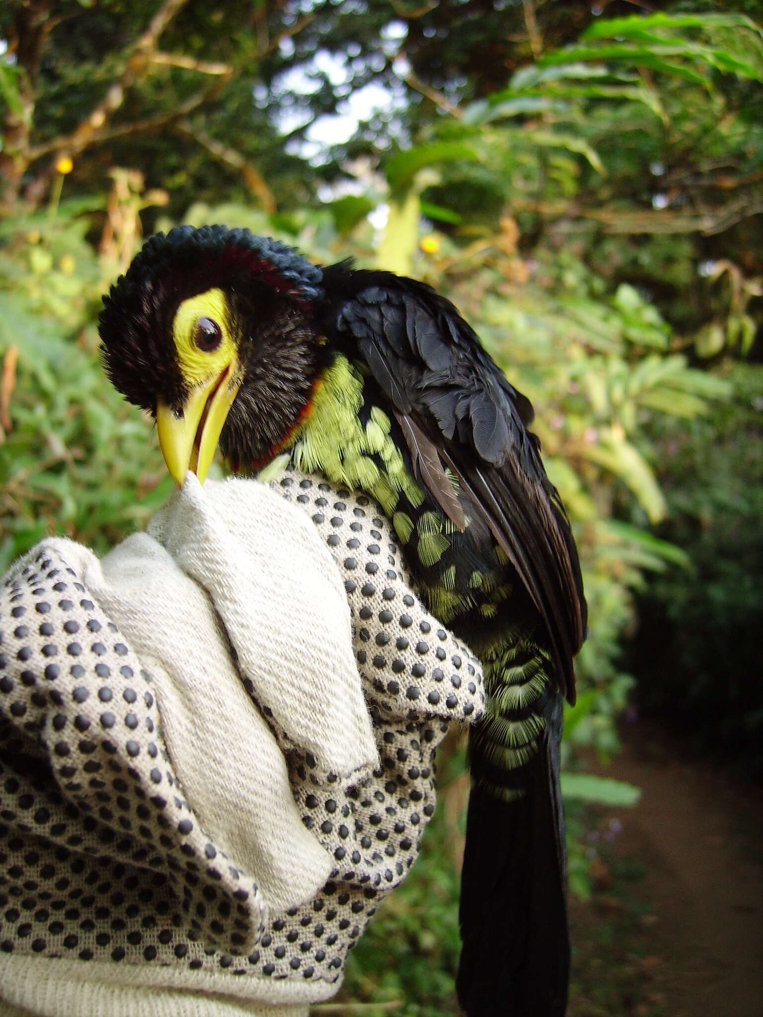 Image of Yellow-billed Barbet