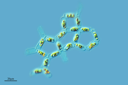 Image of <i>Hydrodictyon reticulatum</i>