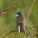 Image of Angola Cape Wagtail