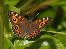 Image of Meadow Argus