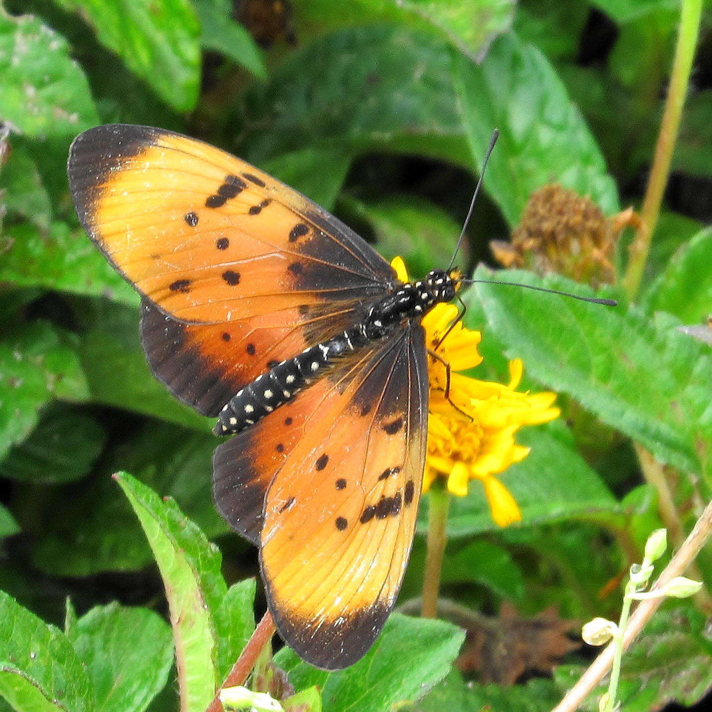 Image de Acraea natalica Boisduval 1847