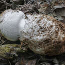 Image of Amanita lepiotoides Barla 1886