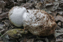 Image of Amanita lepiotoides Barla 1886