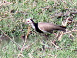 Image of Vanellus crassirostris leucopterus Reichenow 1889