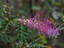 Image of Grevillea acanthifolia subsp. acanthifolia