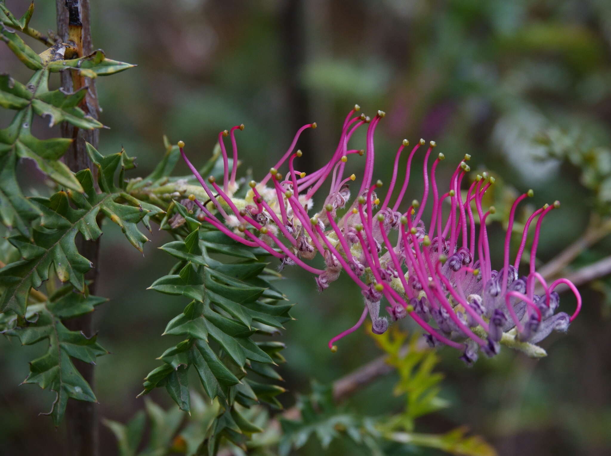 Image of Grevillea acanthifolia subsp. acanthifolia