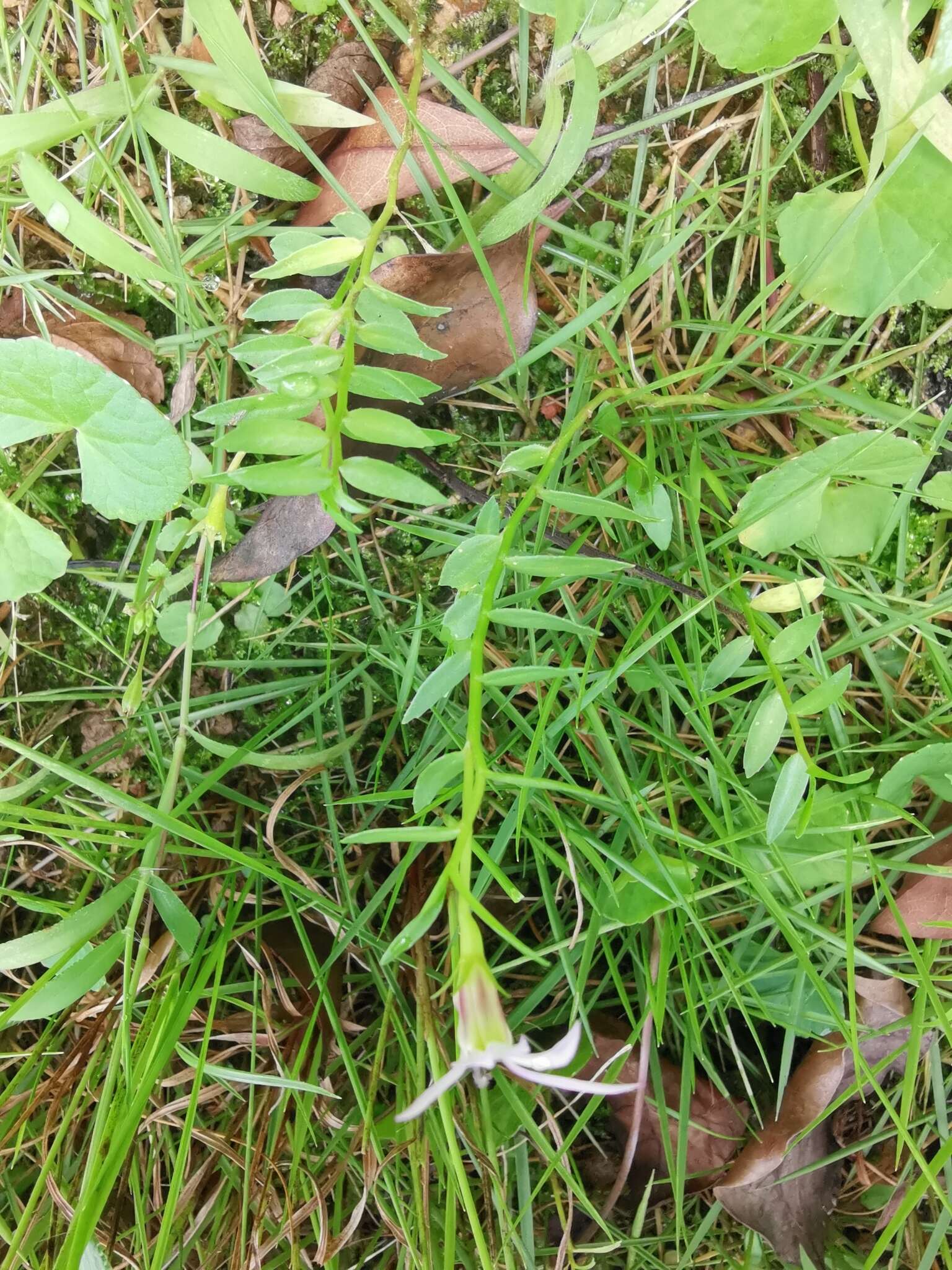 Image of Chinese lobelia