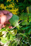 Imagem de Mentha rotundifolia (L.) Huds.