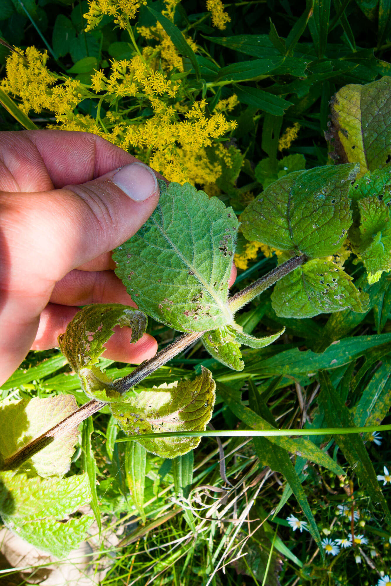 Imagem de Mentha rotundifolia (L.) Huds.