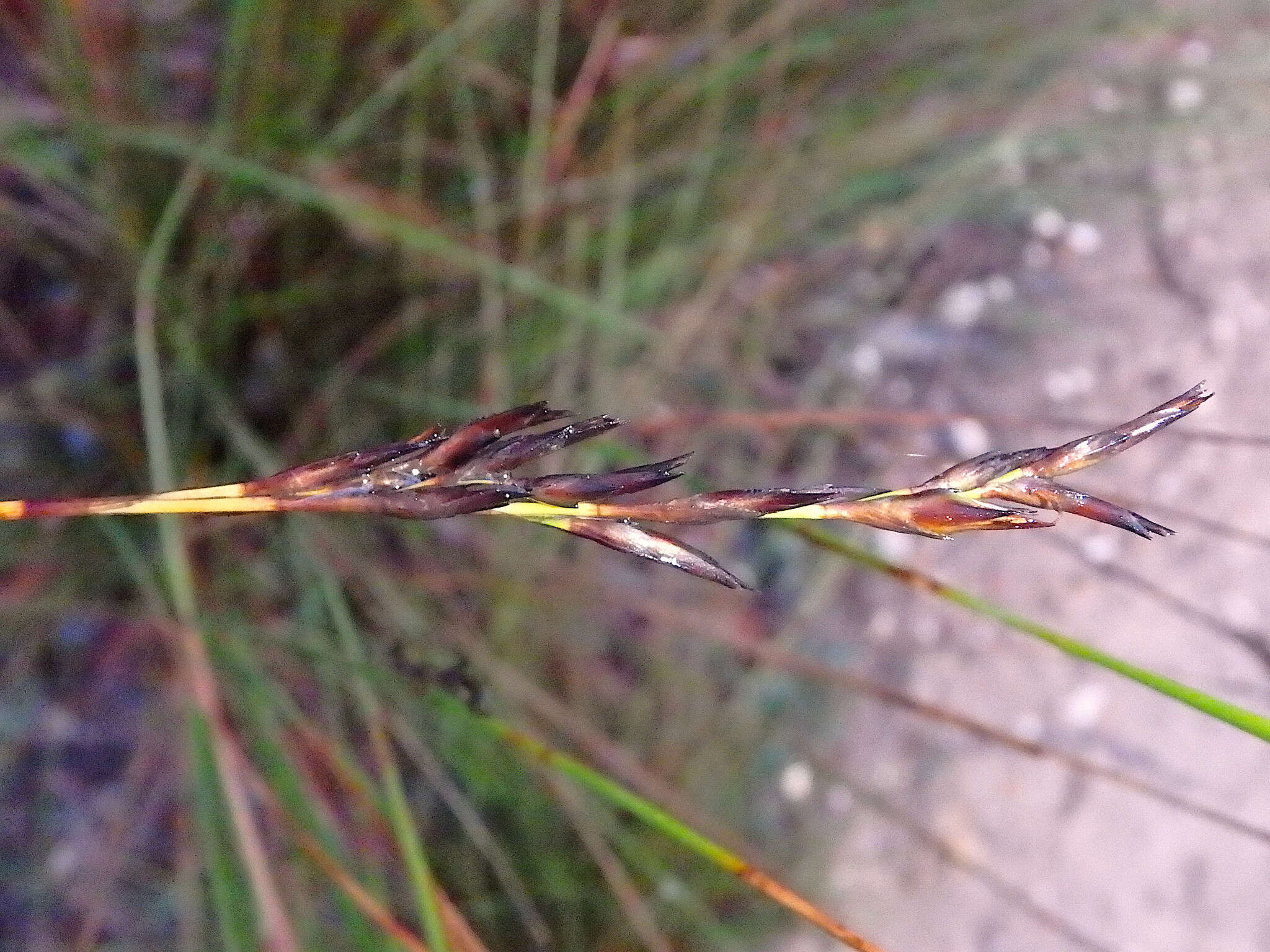 Image of Lepidosperma semiteres Boeckeler